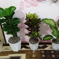 حرراج|حراج|اهواز, پردیس|دیوار