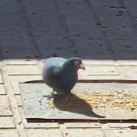 کبوتر|پرنده|آباده, |دیوار