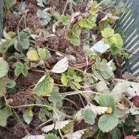 بوته توت فرنگی خارجی فرانسوی|گل و گیاه طبیعی|آکند, |دیوار