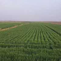 1-هکتار-سند-ششدانگ-حقابه-دائمی