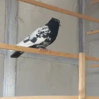 کله دم سیاه