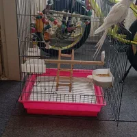 عروس هلندی آلبینو (کنارک)|پرنده|کنارک, |دیوار