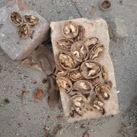 گردو معمولی خرید وفروش|عمده‌فروشی|رابر, |دیوار