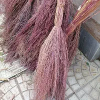 جاور