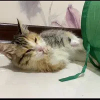 واگذاری بچه گربه|گربه|کرمان, |دیوار