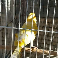 قناری نر|پرنده|شیروان (خراسان), |دیوار