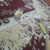 خرید و فروش عروس هلندی دستی|پرنده|تربت جام, فاز ۱ فرهنگیان|دیوار