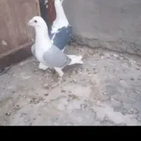 کبوتر|پرنده|رشتخوار, |دیوار