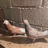 کفتر|پرنده|ماهدشت, |دیوار