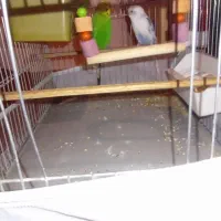 یک جفت مرغ عشق|پرنده|اهر, |دیوار