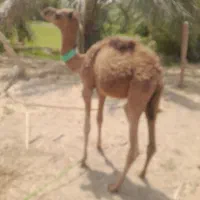 هاشی نر