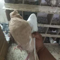 سینه زرد
