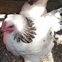 دو عدد خروس بر هما