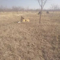 سگ مخصوص قله