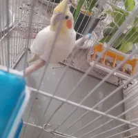 عروس هلندی ماده البینو