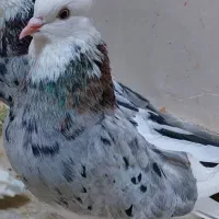 کبوتر هما