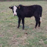 گاو ورزا کوله لیشه چالوسی|حیوانات مزرعه|سنگر, |دیوار