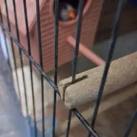 فنچ همراه با لونه و‌تخم و قفس