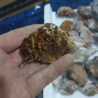 سنگ کولکسیونی