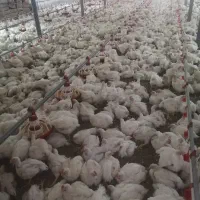 نیازمند کارگر مرغداری