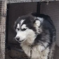 سگ جوان هاسکی