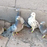 کبوتر پلاکی