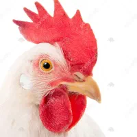 نیرو ماهر جهت کار در مرغ فروشی
