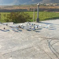 کبوتر طوقی