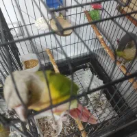 یک جفت مولد|پرنده|رودهن, |دیوار