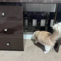 جاکفشی وتخت وتشک دولاب ومیزمطالعه|جاکفشی، کمد، دراور|دهدشت, |دیوار