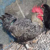 خروس محلی درشت سالم سالم