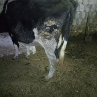 گاو ابستن ۷ماهه|حیوانات مزرعه|صومای برادوست, |دیوار