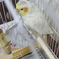 عروس هلندی|پرنده|اهر, |دیوار