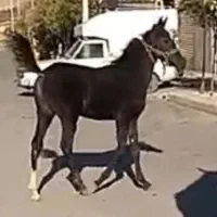 کره اسب نریان