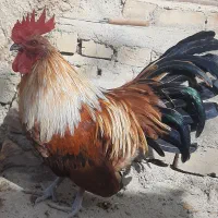 مرغ و خروس و بوقلمون