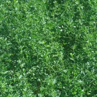 پایه بلندترین بذر اصلاح شده و پرتناژ|خدمات باغبانی و درختکاری|کازرون, |دیوار