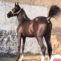 فروشی کره مشکی