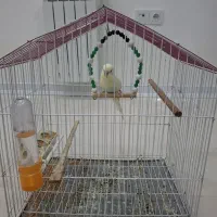 مرغ عشق