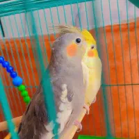 عروس هلندی مهران|پرنده|مهران (ایلام), |دیوار