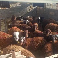 گوسفند زنده بره نر گوشت شقه ای|حیوانات مزرعه|هشتگرد, خور|دیوار