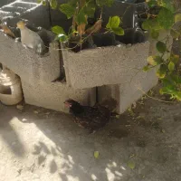 فروش مرغ و خروس|حیوانات مزرعه|فین, |دیوار