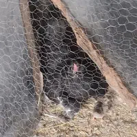 مرغ کرچ جوجه دار