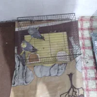 یک جفت عروس هلندی هردودست آموز به علت مهاجرت زیر|پرنده|سراب, |دیوار