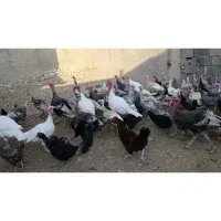 فروش بوقلمون