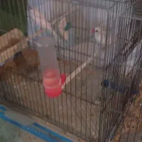 فنج نرگسی مولد