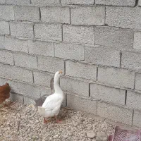 فروش بوقلمون و جوجه قوغاز
