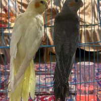 جفت عروس هلندی