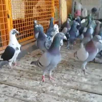 پلاکی