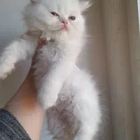 گربه پرشین بریتیش|گربه|لاهیجان, شهید آوینی|دیوار