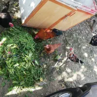 دو عدد خروس رسمی جوان فروشی|حیوانات مزرعه|تهران, سعیدآباد|دیوار